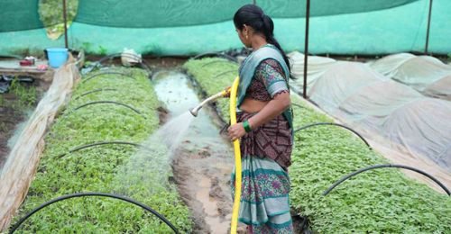 Sustainable Organic Agriculture and Value Chain Development Project
